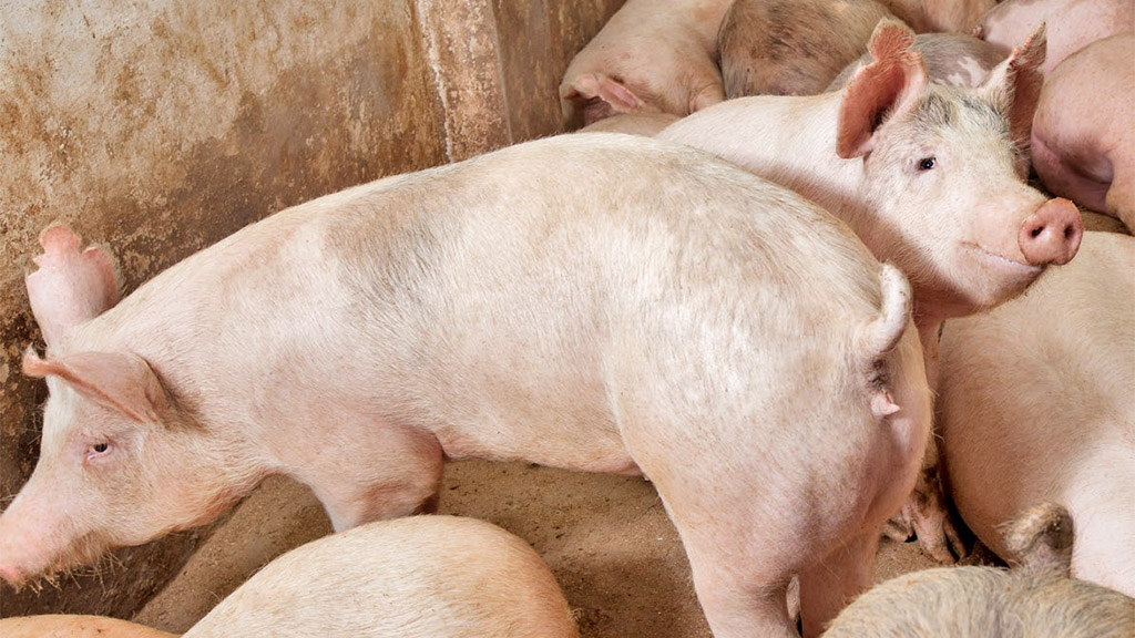 isolamento allevamenti Fastisol